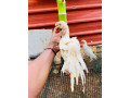 parrot-beaked-chicks-sale-in-mallakam-small-0
