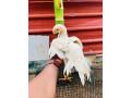 parrot-beaked-chicks-sale-in-mallakam-small-1