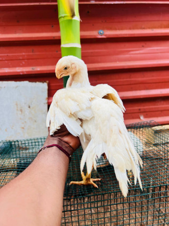 parrot-beaked-chicks-sale-in-mallakam-big-1