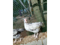 2-months-country-chicken-for-sale-small-1