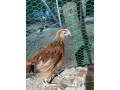2-months-country-chicken-for-sale-small-2