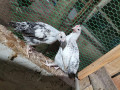 2-months-country-chicken-for-sale-small-0