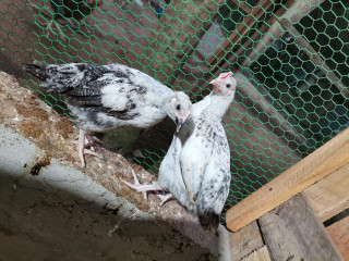 2 Months Country chicken for sale