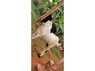 Male goat for sale in jaffna