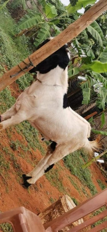 male-goat-for-sale-in-jaffna-big-0