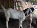 goat-for-sale-in-jaffna-small-2