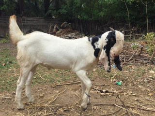 Goat for sale in jaffna
