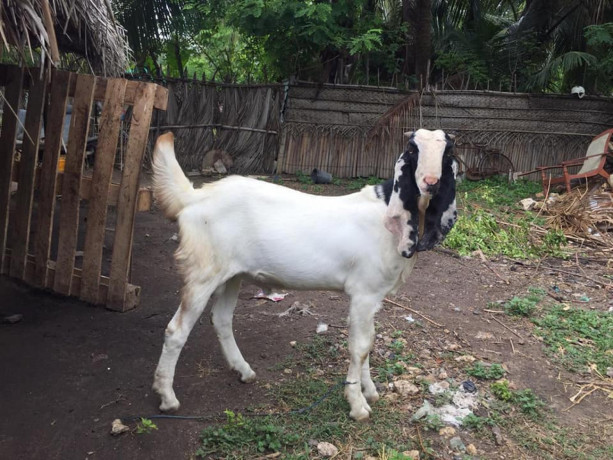 goat-for-sale-in-jaffna-big-1