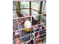 country-hen-for-sale-in-jaffna-small-3