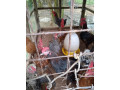 country-hen-for-sale-in-jaffna-small-2