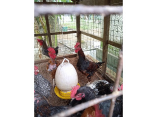 Country hen for sale in jaffna