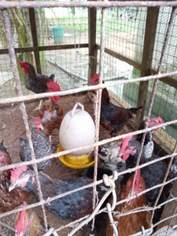 country-hen-for-sale-in-jaffna-big-3