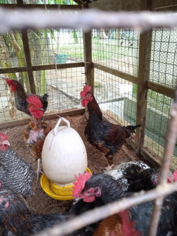 country-hen-for-sale-in-jaffna-big-0