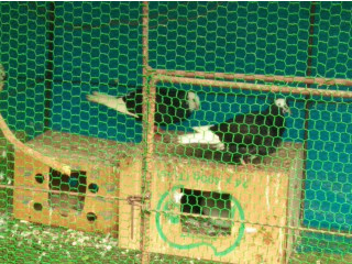 Pigeons sale in jaffna