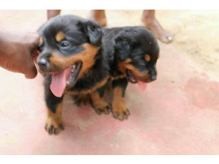 Rotwellar puppies sales in jaffna