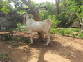 2-male-goats-for-sale-small-1