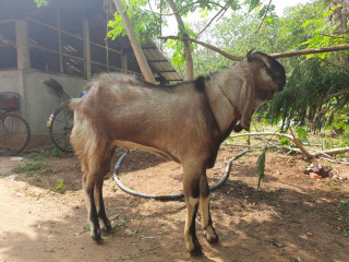 2 Male goats for sale