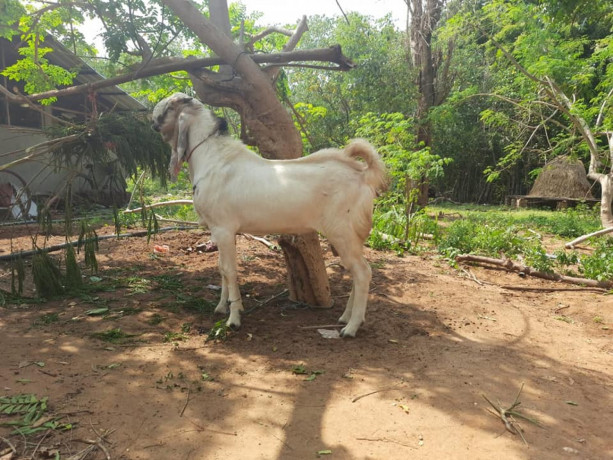 2-male-goats-for-sale-big-1