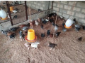 one-month-country-hen-sale-small-0