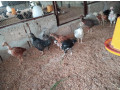one-month-country-hen-sale-small-1