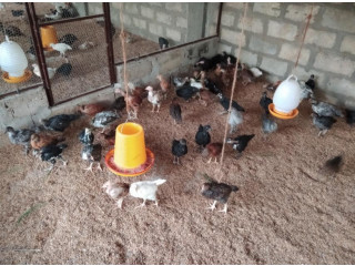 One month country hen sale