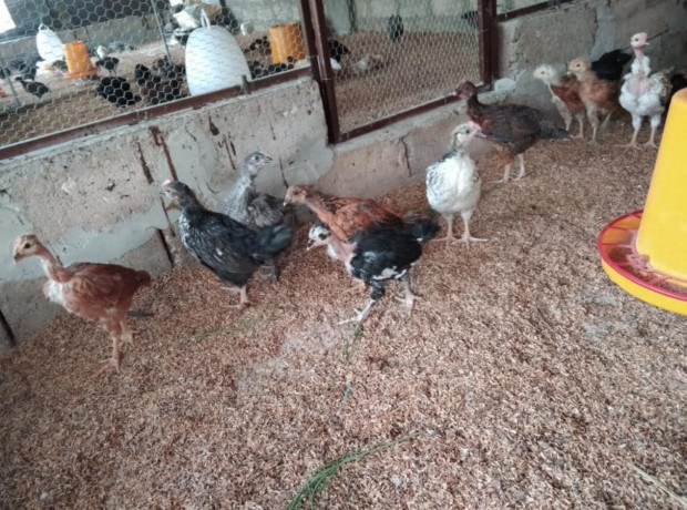 one-month-country-hen-sale-big-1