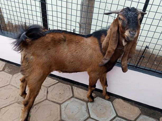 goat-for-sale-in-vavuniya-big-2