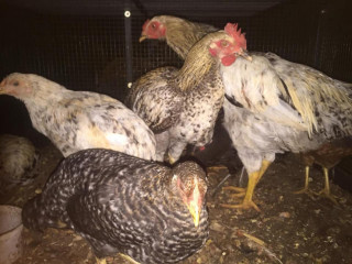 Country hen for sale urelu