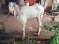male-goats-for-sale-small-1