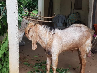 Male goats for sale
