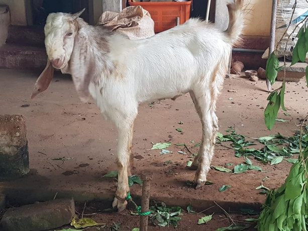 male-goats-for-sale-big-1