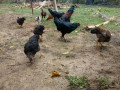 country-chicken-for-sale-small-1