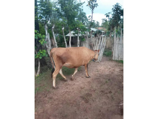 Cow sale in jaffna