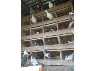 40 pigeon sale in jaffna