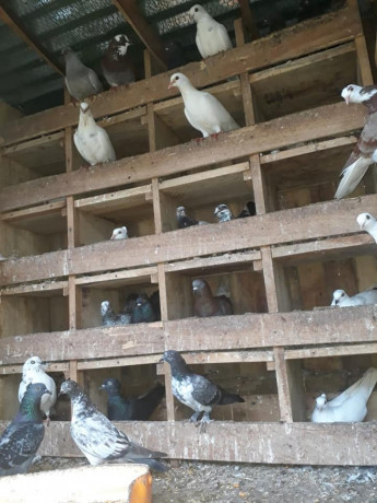 40-pigeon-sale-in-jaffna-big-0