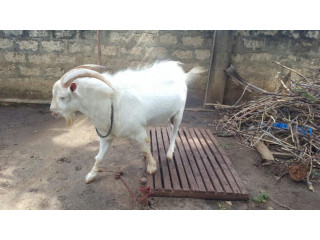 Sanal male goat for sale