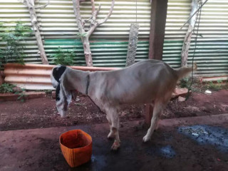 Goat sales in jaffna