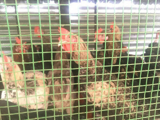 Country chicken for sale