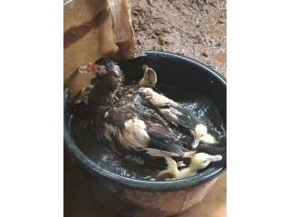 Duck for sale in jaffna