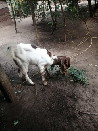 goats-for-sale-in-jaffna-big-1