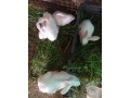 rabbit-for-sale-in-mullaitivu-small-0