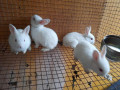 rabbit-for-sale-in-mullaitivu-small-1