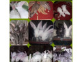 rabbit-for-sale-in-mullaitivu-small-2