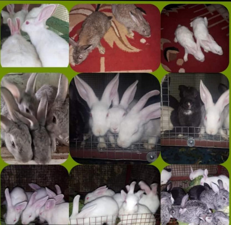 rabbit-for-sale-in-mullaitivu-big-2