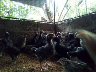 Country Chickens for sale