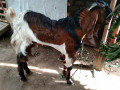 goat-kidai-for-sale-in-vavuniya-small-1