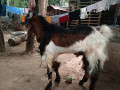 goat-kidai-for-sale-in-vavuniya-small-2