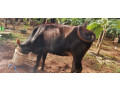 cow-for-sale-in-jaffna-small-0