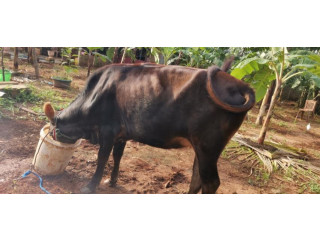 Cow for sale in jaffna