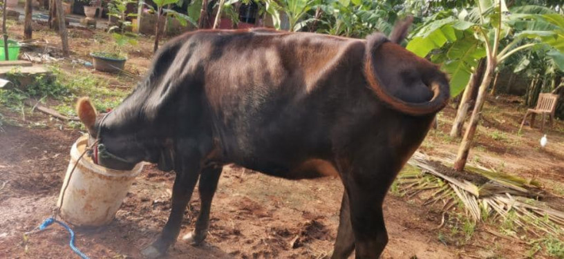 cow-for-sale-in-jaffna-big-0